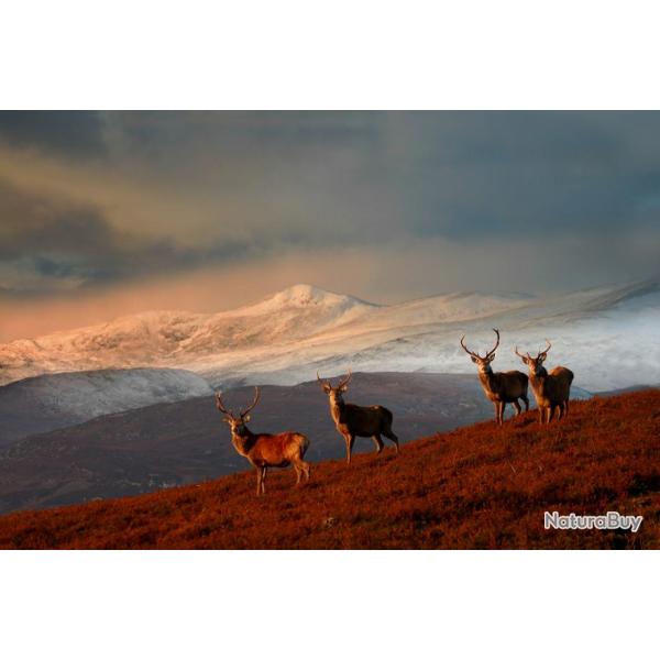 Ecosse: Cerf au brame dans les Highland  l'approche, tout compris