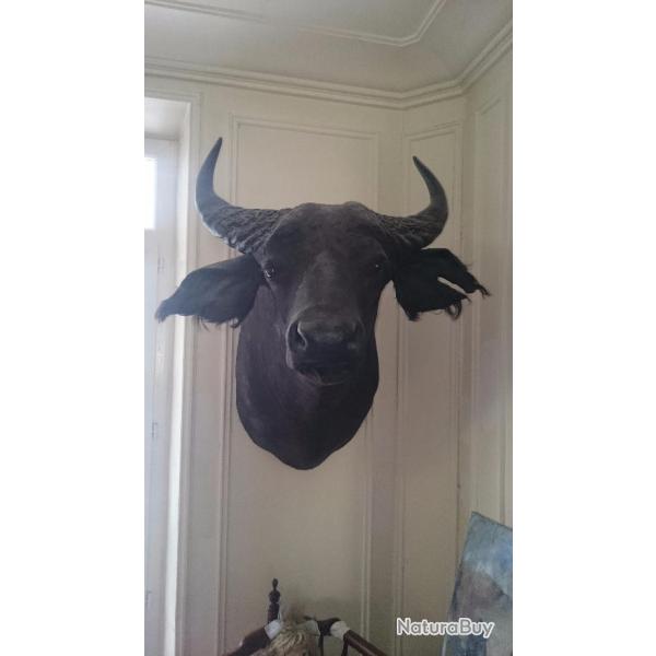 Vends tr�s beau buffle du Burkina Faso