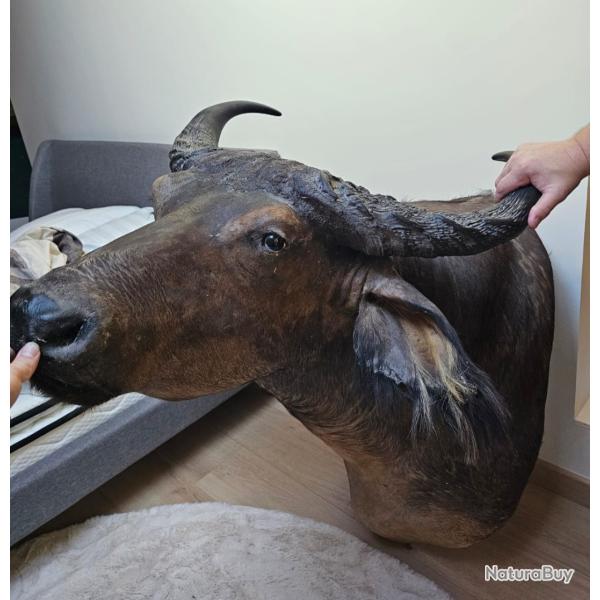 Troph�e buffle africain XXL - Cornes massives - Pi�ce rare - Prestige