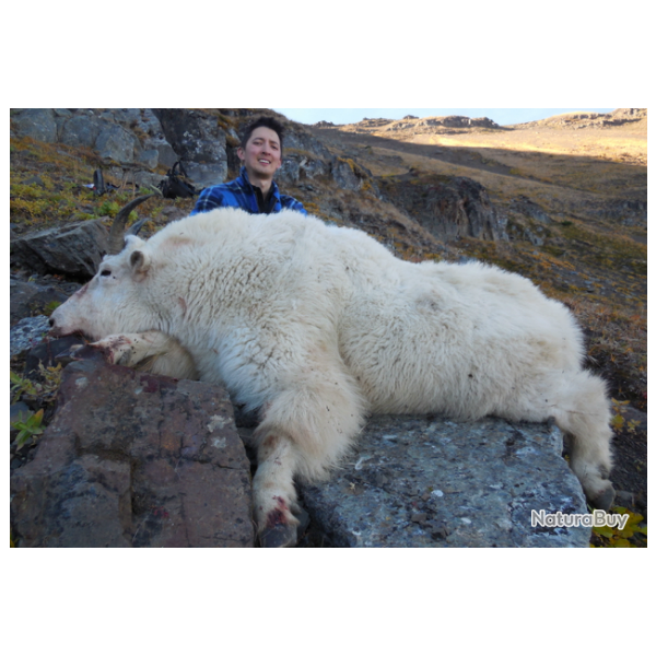 Colombie Britanique: Approche de la chvre des Montagnes, prix spcial