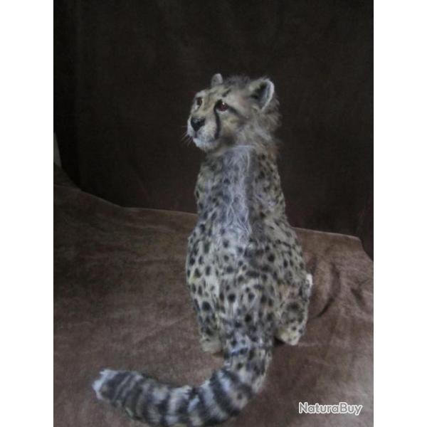 taxidermie gupard factice taxidermy gupard curiosit