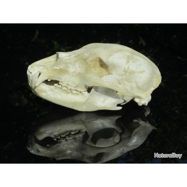 Taxidermie.Reconstitution crne ours brun juvnile