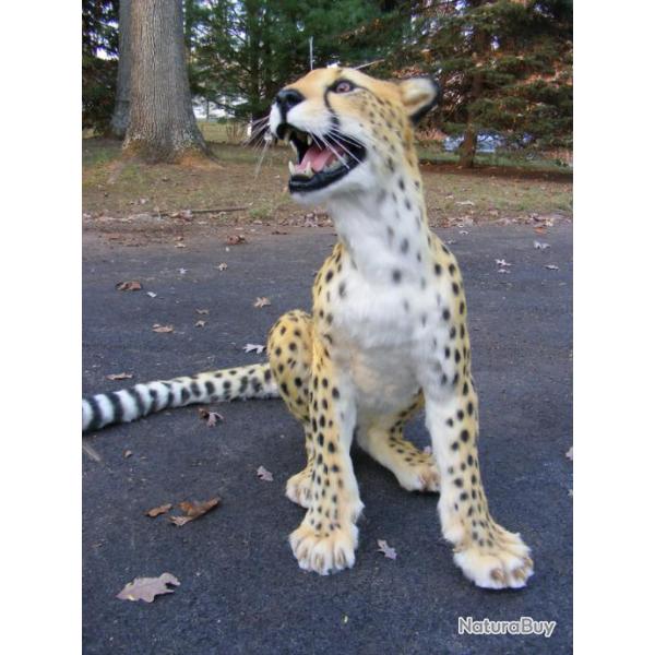 A r�server troph�e factice r�plique taxidermie gu�pard taille r�elle