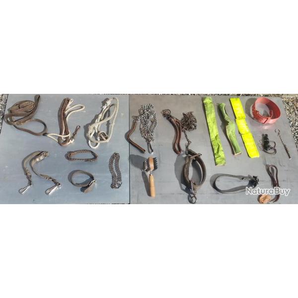 Des chiens diversement toujours tr�s bien �quip�s