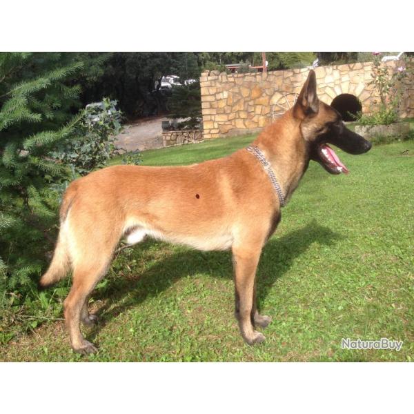 Malinois
