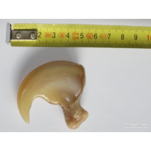 Taxidermie.Reconstitution de griffes de lion