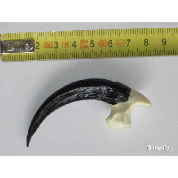 Taxidermie.Reconstitution de griffes de l'Aigle Harpie Froce