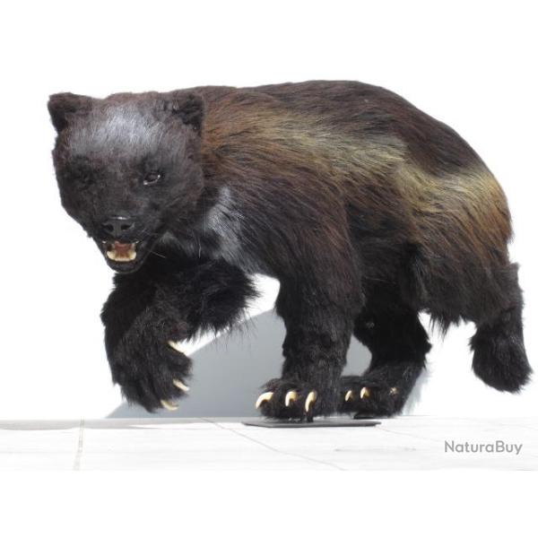 trophe factice rplique  glouton ou wolverine taille relle