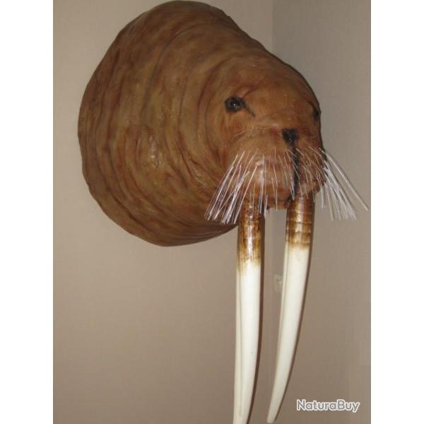 trophe factice rplique  Morse d'Alaska taille relle