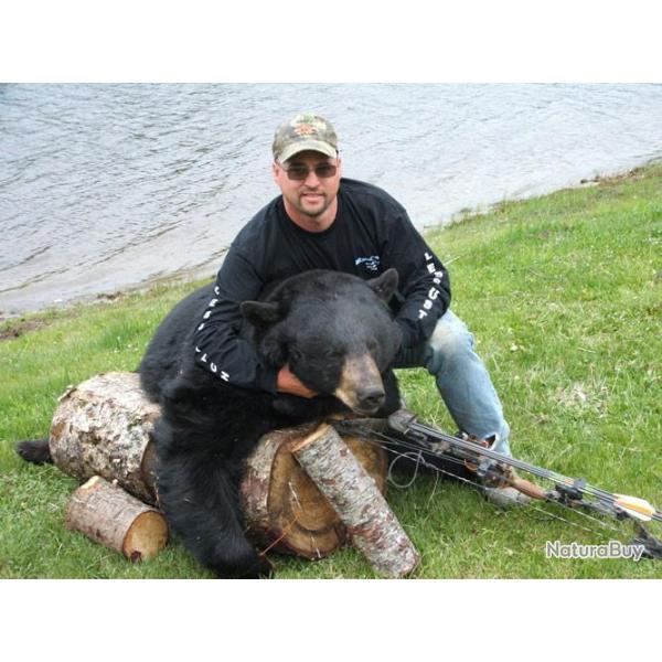 Chasse de l ours noir au Canada en 2026 !!!! Faites vite places limit�es