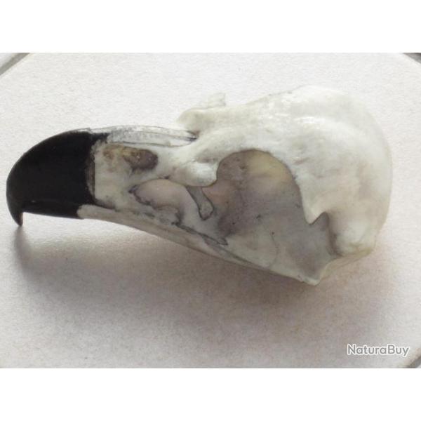 taxidermie trophe factice crne d'aigle