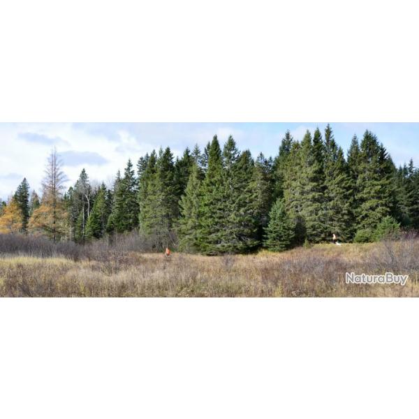 Chasse de la Bcasse au Chien d'Arrt au Canada (New Brunswick)