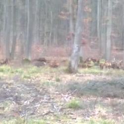 carte de chasse &agrave; louer petit et grand gibier dans l'oise