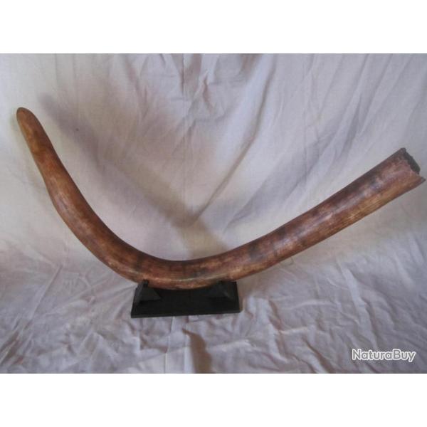 taxidermie factice  dfense mammouth  taxidermy  cabinet de curiosit oddities