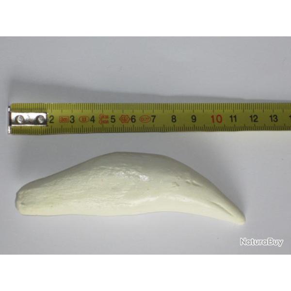 Taxidermie.Reconstitution dents  de lion