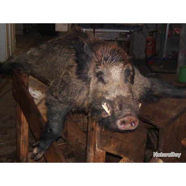 Recherchons quelques actionnaires +  vendons quelques chevreuils � l'approche