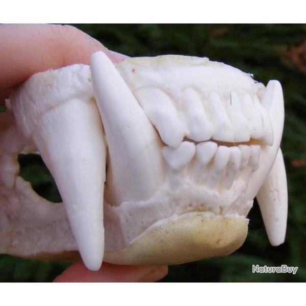 Taxidermie.Reconstitution  mchoire d'ours brun