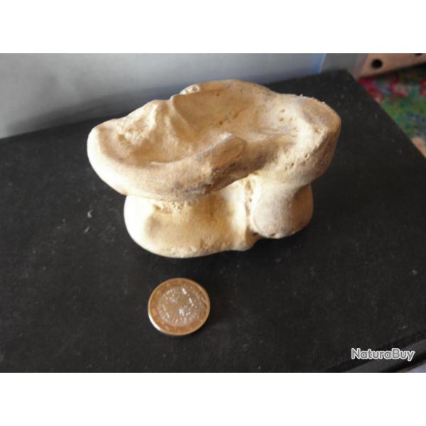 vieux grand os vert�bre bovine