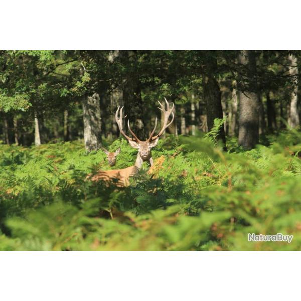 OFFRE PROMO : CHASSE AUX CERFS EN POLOGNE