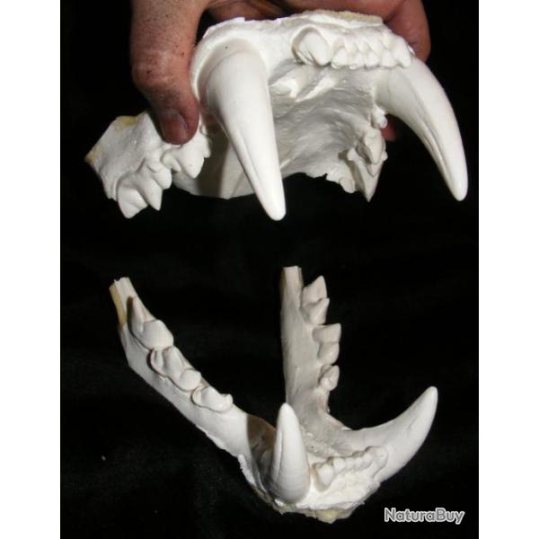 Taxidermie.Reconstitution mchoire de tigre du Bengale