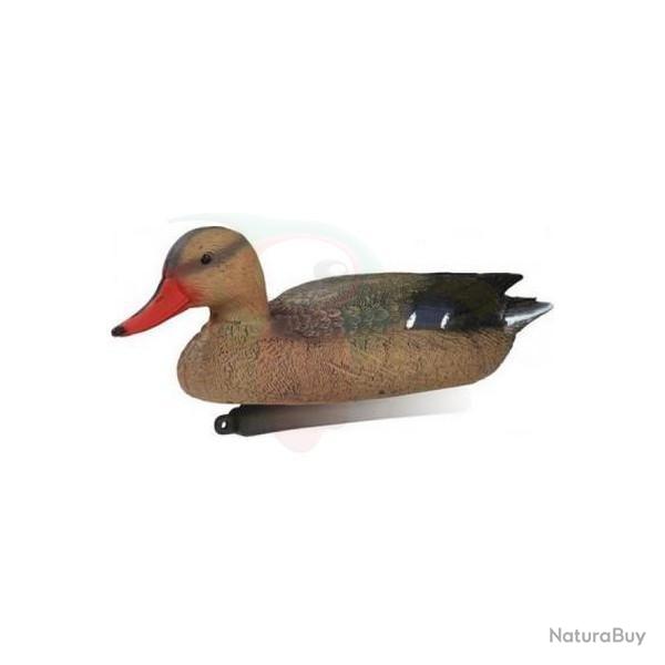 Forme Colvert Femelle