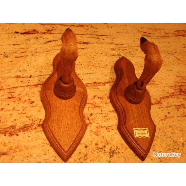 2 pattes de chevreuils en porte fusils