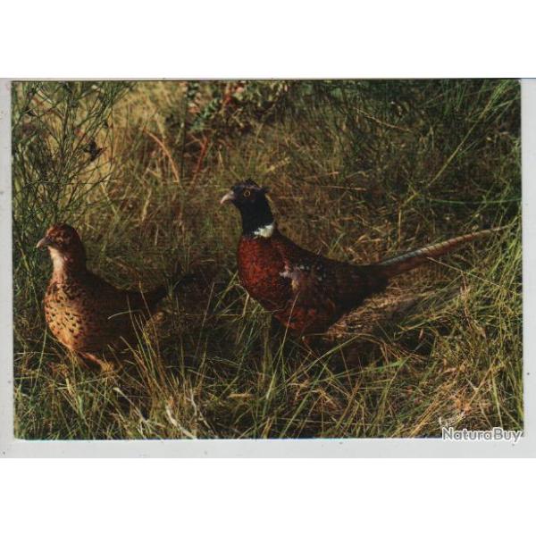 couple de faisans en sologne cpm
