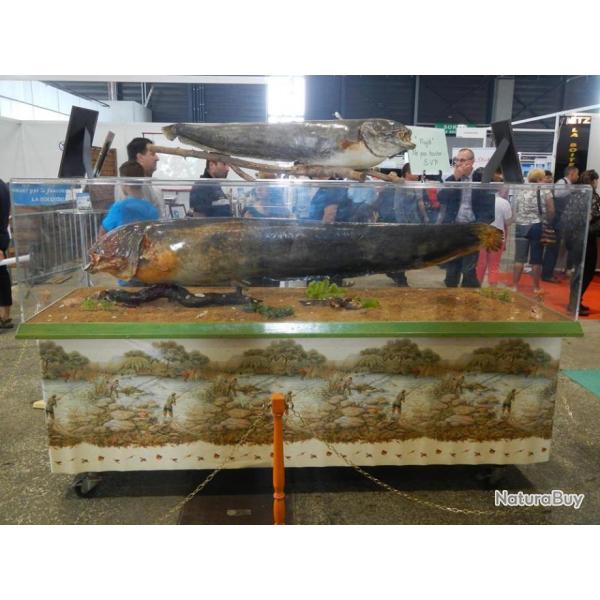 Silure de 2m20 naturalis entier sous cloche plexiglass et sur fond sableux-Taxidermie-