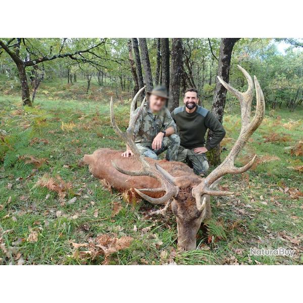 Chasse du Cerf au Brame dans les Pyr�n�es.