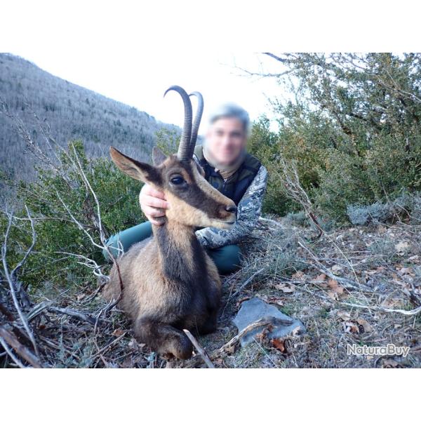 Chasse de l'Isard  l'approche dans les Pyrnes