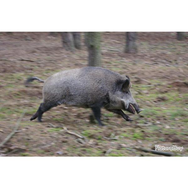 Pologne- sangliers a l'approche a la pleine lune