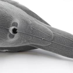 Appelant pigeon floqu&eacute; coquille