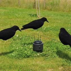 Man&egrave;ge &agrave; Corbeaux + 3 blettes de corbeaux floqu&eacute;s