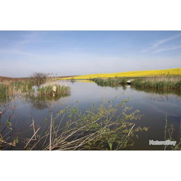 Chasse de la caille, perdrix et canard en Roumanie