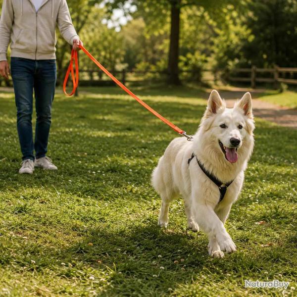 Laisse chien 1,50 m orange largueur 25 mm