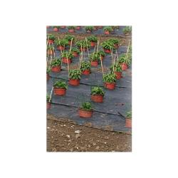 Toile de paillage perfor&eacute; pour fruits et l&eacute;gumes largeur 1,30m (au m&egrave;tre)