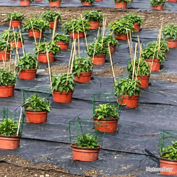 Toile de paillage perfor� pour fruits et l�gumes largeur 1,30m (au m�tre)