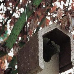 Nichoir geais, pies 2HW