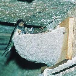 Nichoir hirondelles rustiques n°10