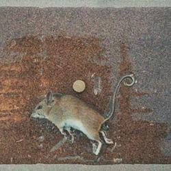 Pi&egrave;ge &agrave; souris RATUCLAC lot de 10 plaques