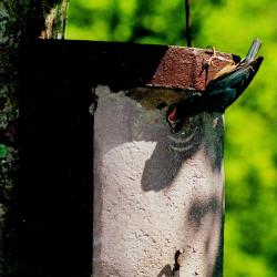 Nichoir &agrave; sitelle 5KL