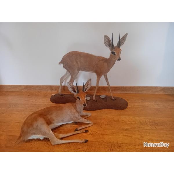 A VENDRE STEENBOK ENTIER