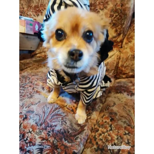 LOT DEUX  MANTEAUX  DOUDOUNE PETIT CHIEN