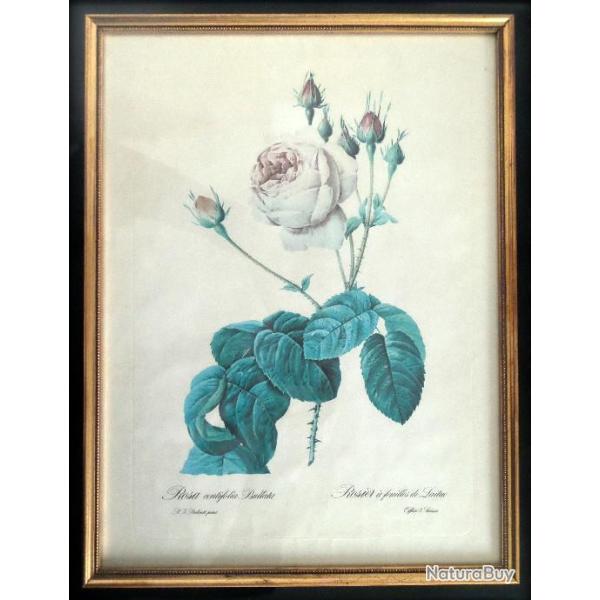A saisir, lot de 3 sous-verre gravure motif floral-Botanique-Mi-XX�m-An�mone-Rose-Bouquet de Pens�es