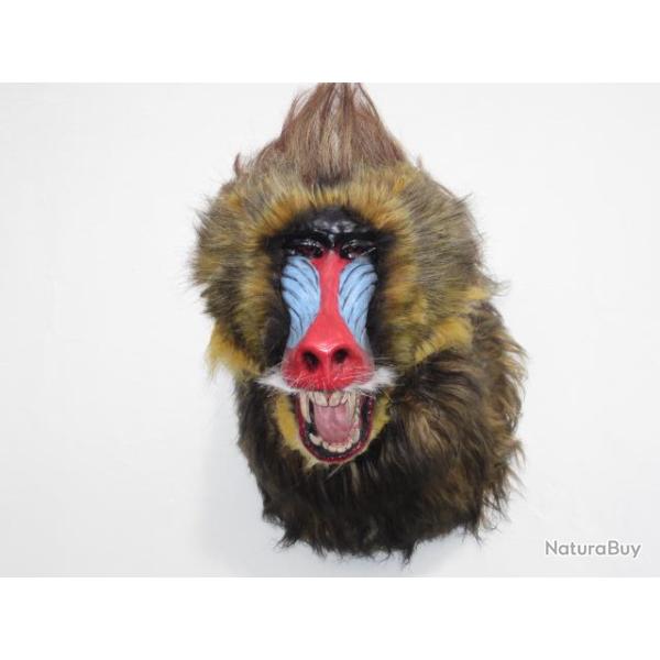 Troph�e taxidermie  r�plique  mandrill reconstitution