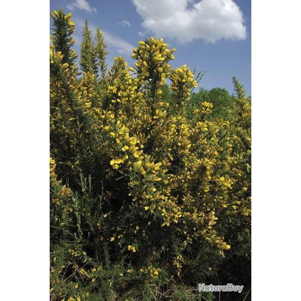 Ajonc (boite de 1 kg)