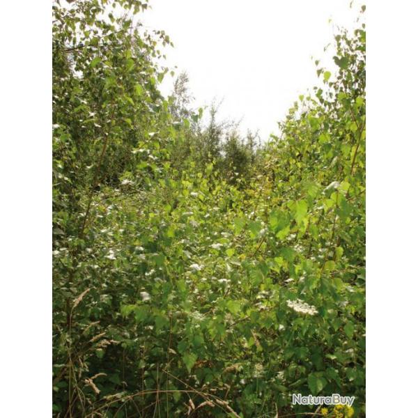 Bouleau (boite de 1 kg)