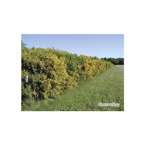 Genet (boite de 1 kg)