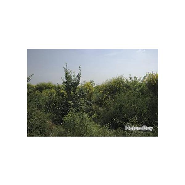 M�lange sanglier pour sols calcaires (boite de 1 kg)