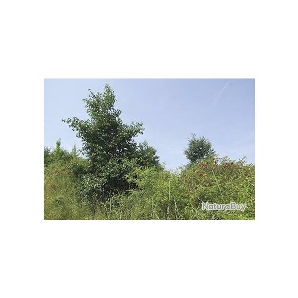 M�lange gibier � plumes (boite de 1 kg)